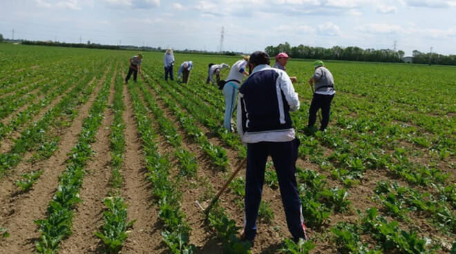 Nuovo BONUS per le imprese agricole per gli investimenti materiali e immateriali