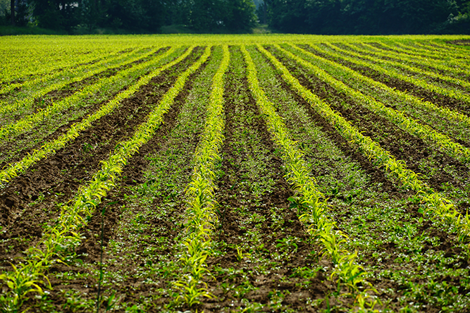 PSR Lombardia: premio giovani agricoltori 2021 elevato fino a 50 mila euro